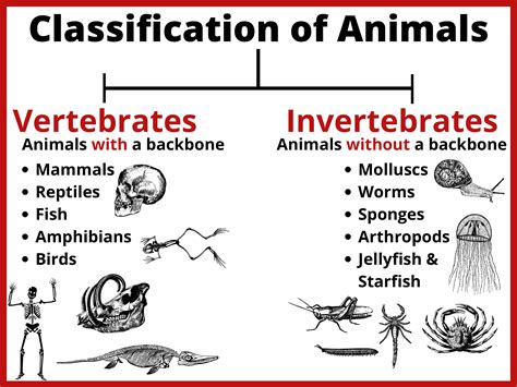 Full Download Classification Of Anima 