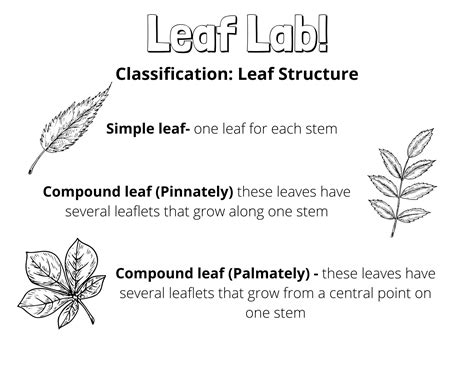 Classifying Leaves Lab 11 Answer Key Siffen