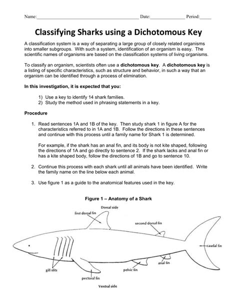 Classifying Sharks Using A Dichotomous Key Answer Key