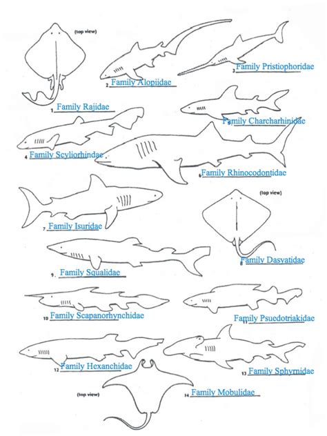 Classifying Sharks Using Dichotomous Key