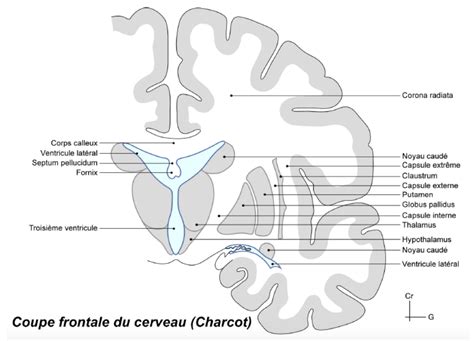 claustrum anatomie