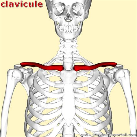 Clavicule En 3d   Exérèse De La Clavicule Distale Institut De Chirurgie - Clavicule En 3d