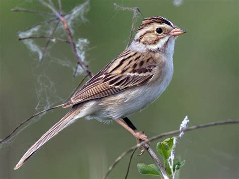 clay-colored sparrow