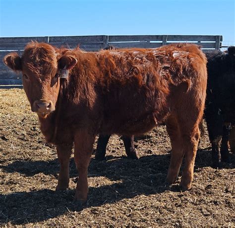 clay-toews-auction-and-livestock Open Replacement Heifers …