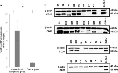 Clbl 1 Cd20 Expression