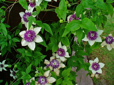 clematis florida