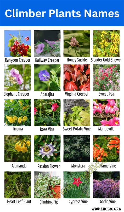 Climber Plants Name