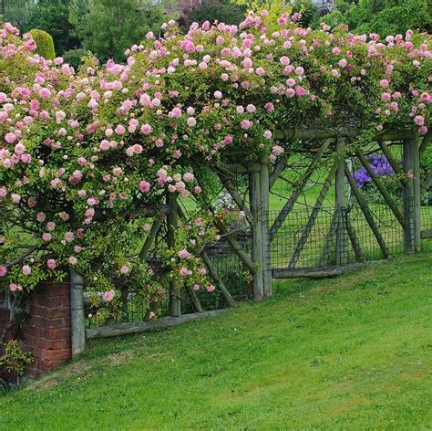 Climbing Roses On Fence A Guide For Beginners Rose Fencing - Rose Fencing