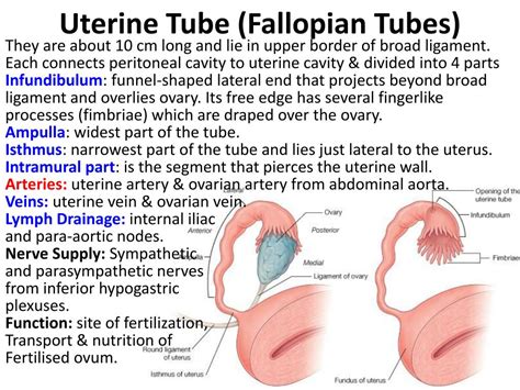 clitoris tube