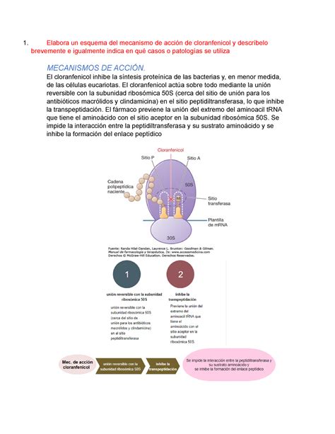 cloranfenicol mecanismo de accion pdf