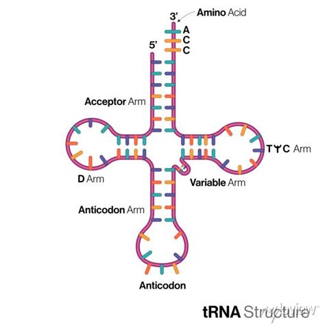 Clover Leaf Model Of Trna