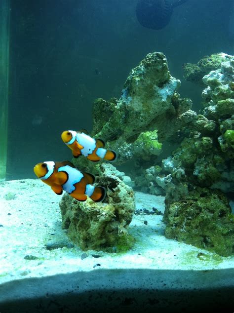 clownfish not pairing - Fish Forum - Nano-Reef Community