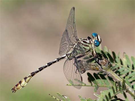 clubtail dragonfly