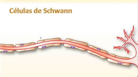 Células De Schwann