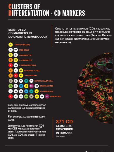Cluster Of Differentiation