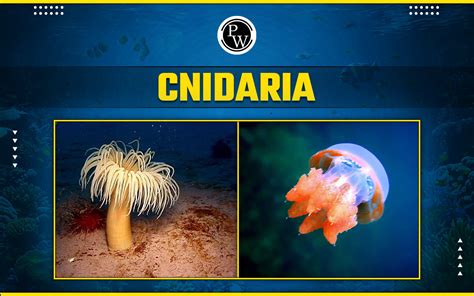 Cnidaria Traits