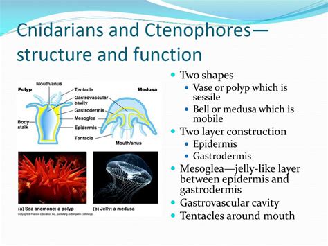 Cnidarians And Ctenophores Pdf Free Download Twoway Tables Worksheet Answers - Twoway Tables Worksheet Answers