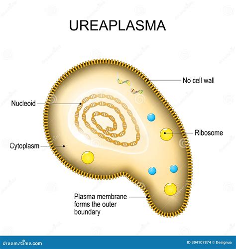 co to jest ureaplasma