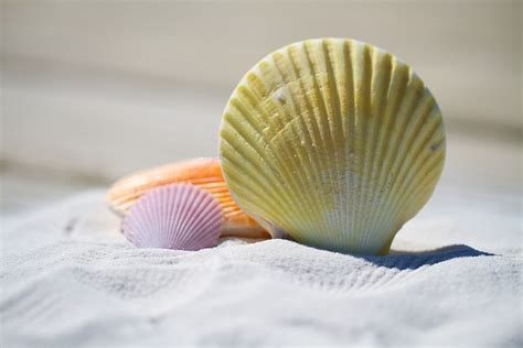 Coastal Inspirations Describe Seashells Creative Writing Ocean Description Creative Writing - Ocean Description Creative Writing