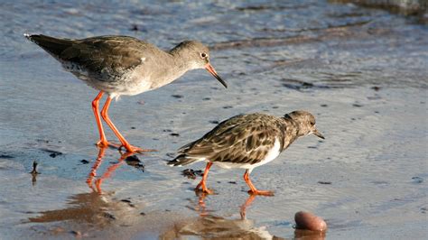 Read Coastal Birdwatching With Wader And Gull Identification Fsc 