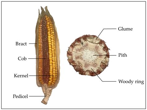 Cob Of Maize