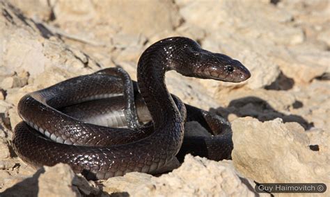 Cobra Do Deserto