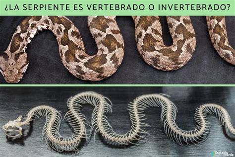 Cobra é Invertebrada
