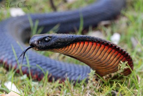 Cobra é Invertebrado