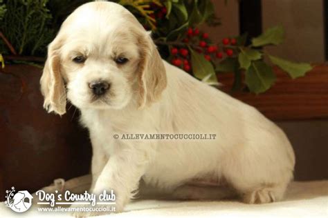 cocker allevamento milano