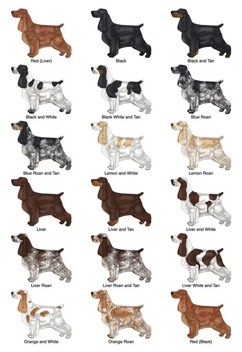 cocker spaniel colors
