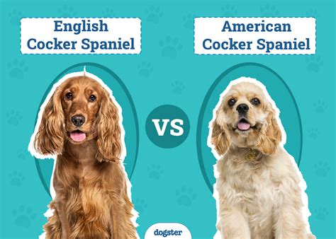 Cocker Spaniel Inglés