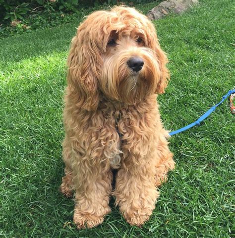 cocker spaniel och pudel