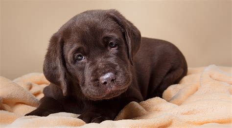 cocker spaniel puppy crying at night