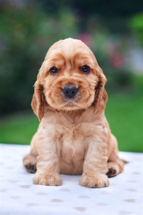 cocker spaniel valp