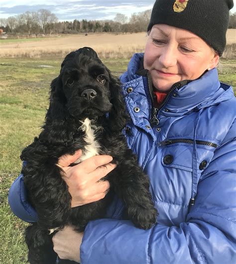 cocker spaniel valpar 2023