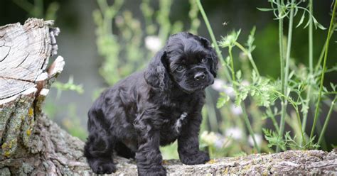 cocker spaniel valper gis bort