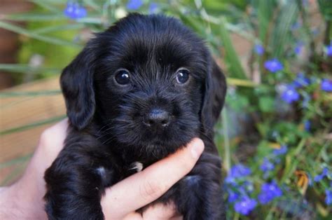 Cocker Spaniel Yorkie Mix Dog