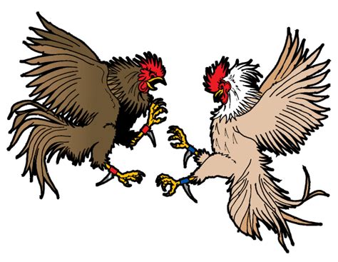 cockfighting chicken breeds-【cockfight graphic】