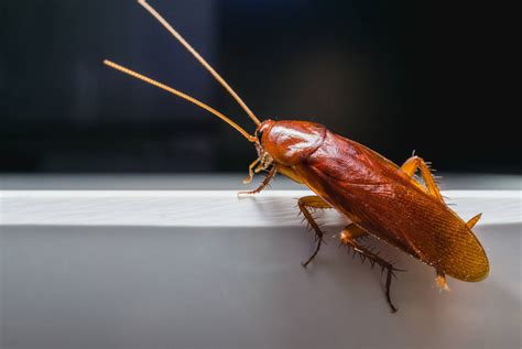 cockroach - detran rj ipva 2024