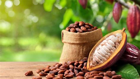 Cocoa ( Resources)