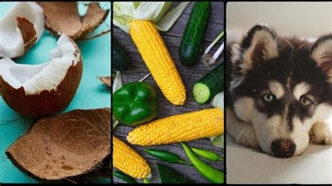 Coconut Corn Husky