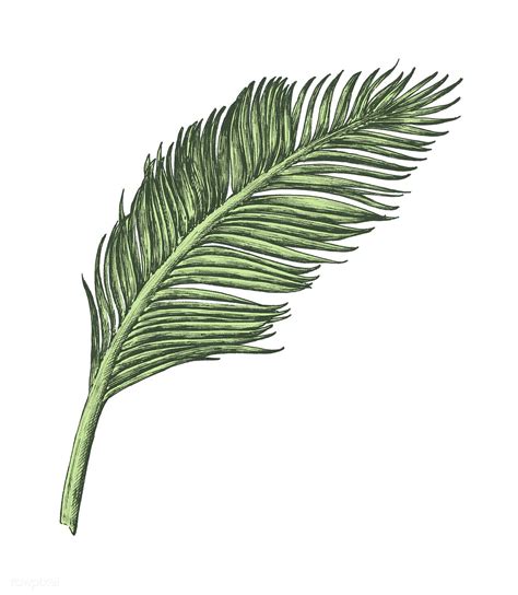 coconut leaf illustration