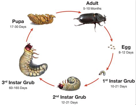 Coconut Rhinoceros Beetle Life Cycle Clipart Set Download Rhinoceros Beetle Life Cycle - Rhinoceros Beetle Life Cycle