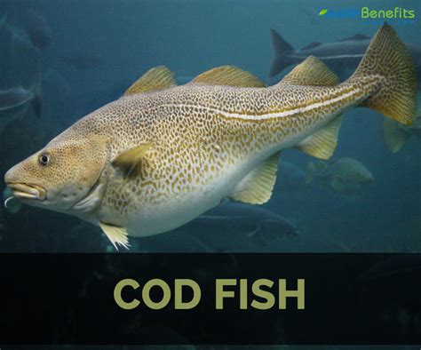 cod fish translate