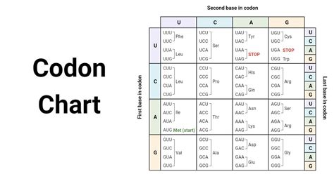 codon