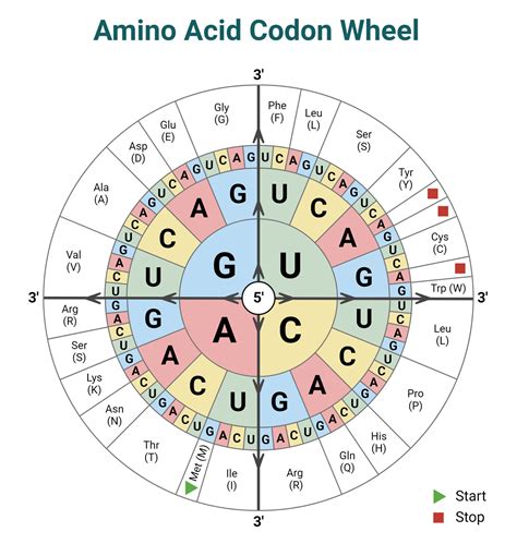 Codon Chart Amino Acids