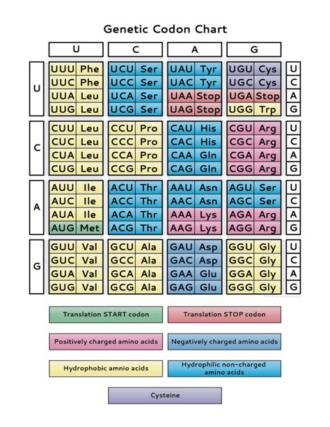 Codon Chart Dna And Rna Genetics Worksheet Printable Codon Chart Worksheet - Codon Chart Worksheet