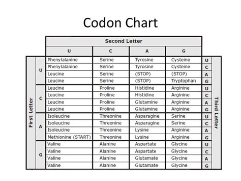 Codon Chart Practice 436 Plays Quizizz Codon Practice Worksheet - Codon Practice Worksheet