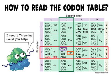 Codons 8211 Middle School Science Blog Codon Chart Worksheet - Codon Chart Worksheet