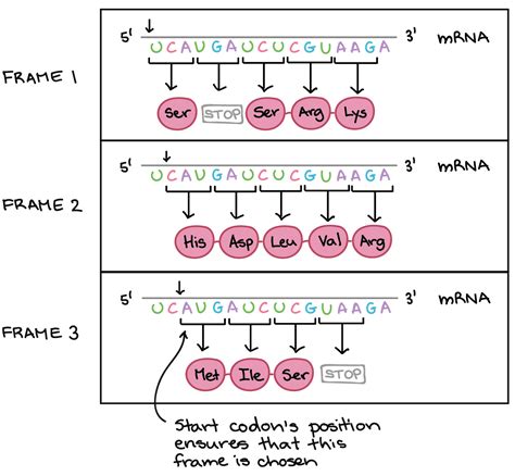 Codons And Mutations Practice Khan Academy Codon Practice Worksheet - Codon Practice Worksheet